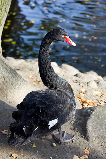 Black Swan - Cygnus atratus stock photo