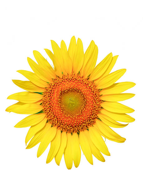 istock sunflower isolated on white background 983815346