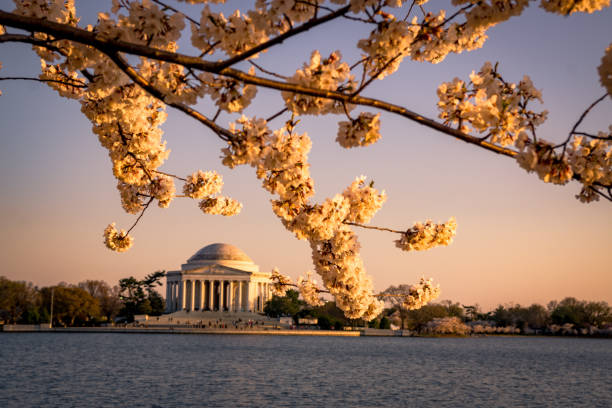 istock Jefferson Memorial and Cherry Blossoms 983815446