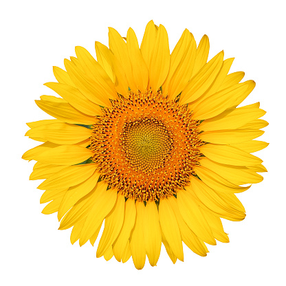 Isolated beautiful sunflower on white background with clipping path.