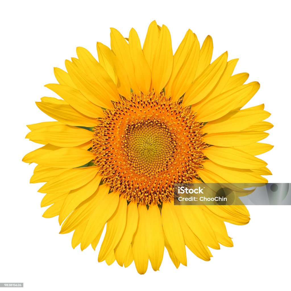Isolated beautiful sunflower on white background with clipping path. Flower Stock Photo