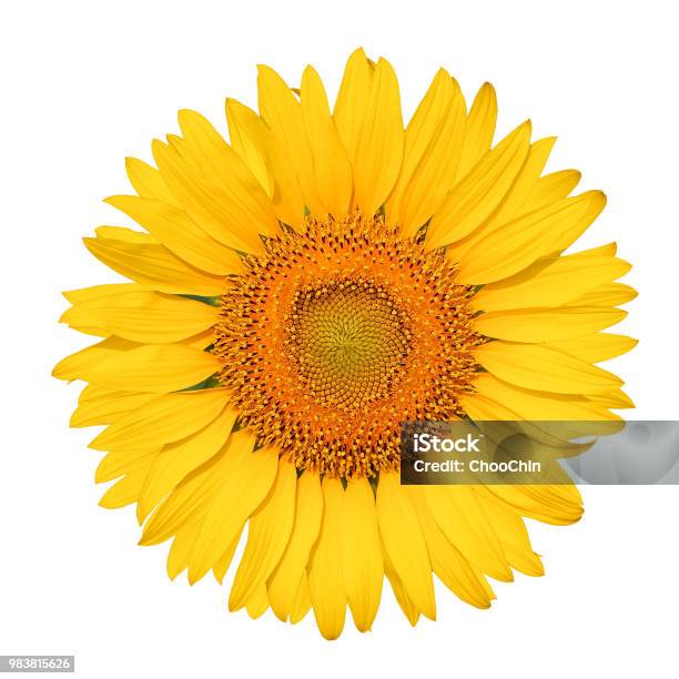 Isolated Beautiful Sunflower On White Background With Clipping Path Stock Photo - Download Image Now