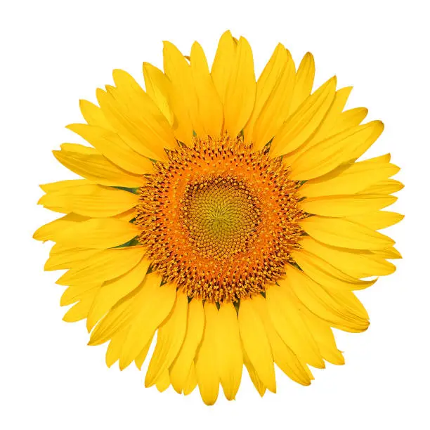 Photo of Isolated beautiful sunflower on white background with clipping path.