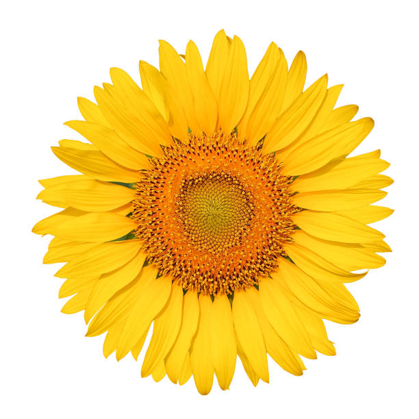 isolated beautiful sunflower on white background with clipping path. - isolated on yellow imagens e fotografias de stock