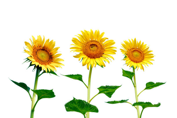 istock Sunflowers isolated on white background with clipping path. 983815958