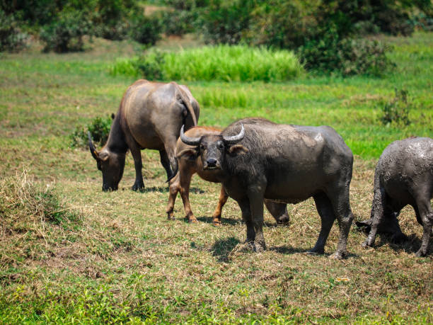 istock Thailand's water buffalo on grass field at noon. selective focus 983827556