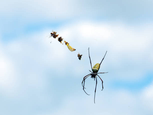 istock Spider on web catching insects against blue sky background 983829686