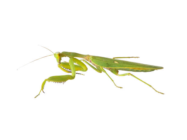istock Green mantis isolated on white background with clipping path 983831086