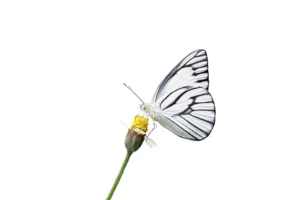 Closeup white butterfly (Prioneris philonome) on flower (Coatbuttons. Mexican daisy) isolated on white background with copy space.wallpaper