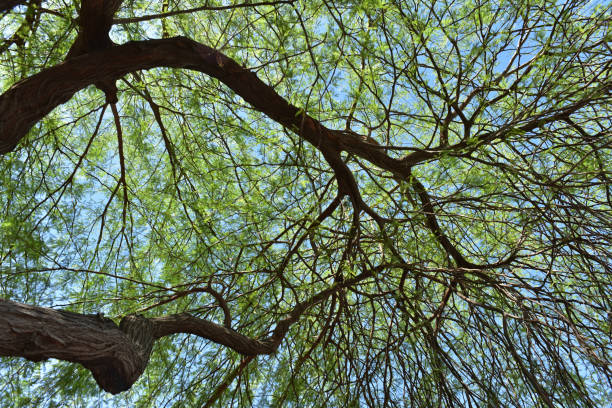 istock shade tree branches with tiny leave in desert heat and sun 983834106