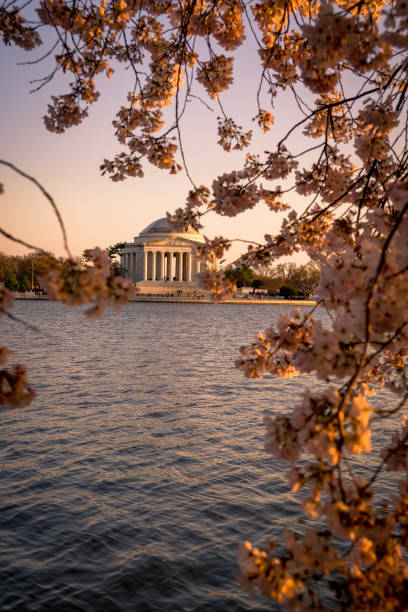 istock Jefferson Memorial and Cherry Blossoms 983840906