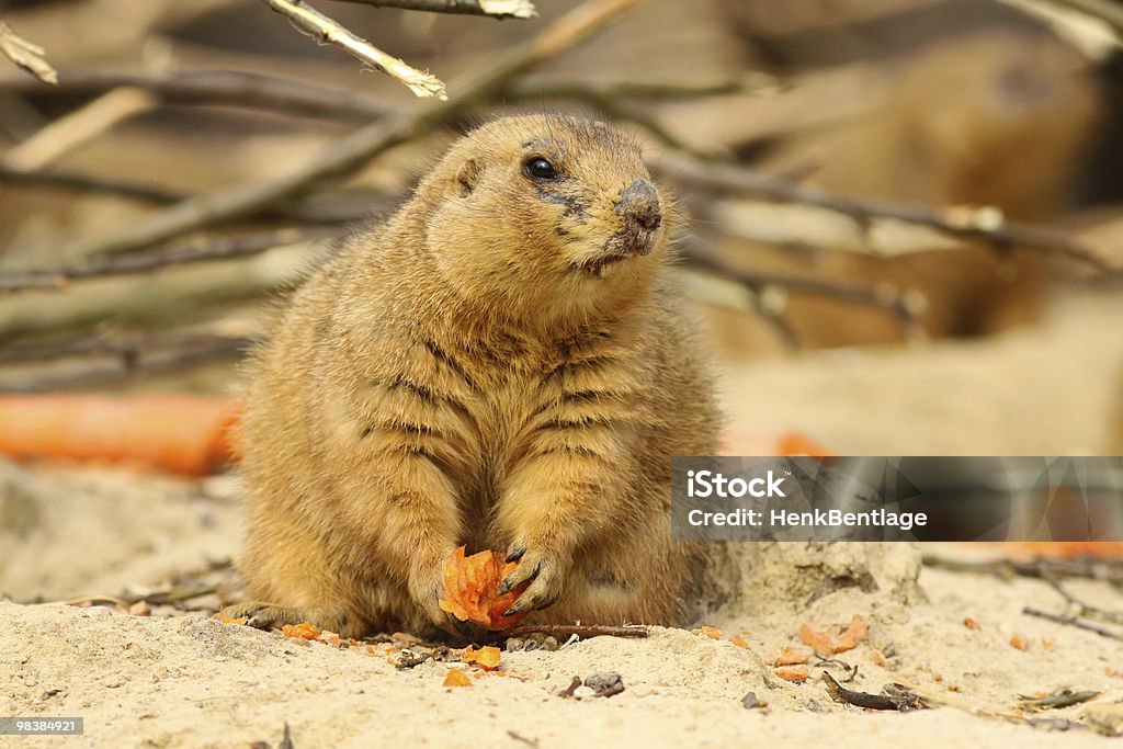 Prairie dog with carrot looking to the right  Animal Stock Photo