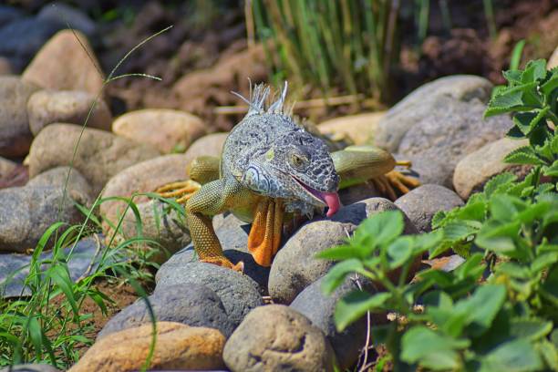Wild Iguana eating plant leaves out of an herb garden in Puerto Vallarta Mexico. Ctenosaura pectinata, commonly known as the Mexican spiny-tailed iguana or the Mexican spinytail iguana, is a moderate-sized lizard endemic to western Mexico. planta de comer iguana silvestre deja fuera un jardín de hierbas en puerto vallarta, méxico. ctenosaura pectinata, comúnmente conocido como el mexicano cola espinosa iguana o la mexicana spinytail iguana, es un lagarto de tamaño moderado endémico al o