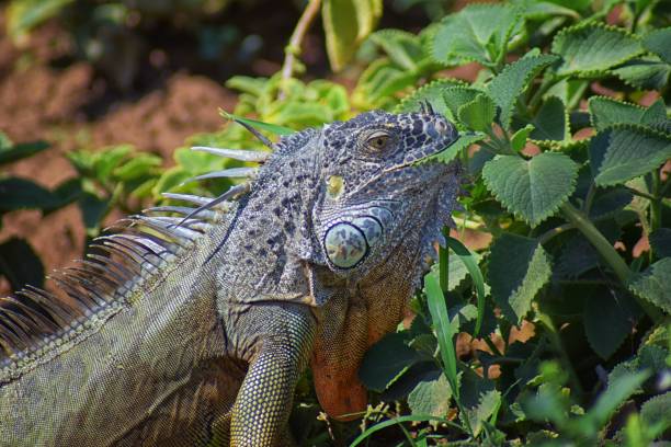 Wild Iguana eating plant leaves out of an herb garden in Puerto Vallarta Mexico. Ctenosaura pectinata, commonly known as the Mexican spiny-tailed iguana or the Mexican spinytail iguana, is a moderate-sized lizard endemic to western Mexico. planta de comer iguana silvestre deja fuera un jardín de hierbas en puerto vallarta, méxico. ctenosaura pectinata, comúnmente conocido como el mexicano cola espinosa iguana o la mexicana spinytail iguana, es un lagarto de tamaño moderado endémico al o