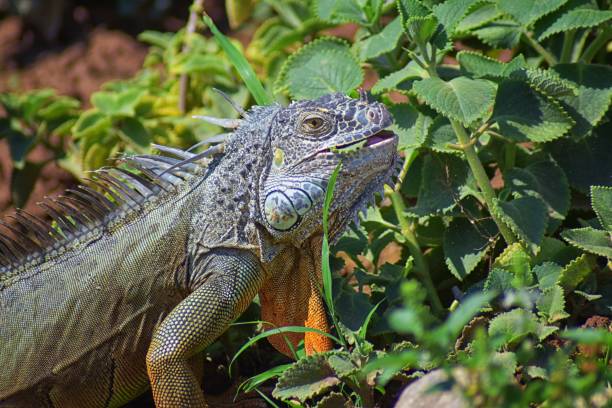 Wild Iguana eating plant leaves out of an herb garden in Puerto Vallarta Mexico. Ctenosaura pectinata, commonly known as the Mexican spiny-tailed iguana or the Mexican spinytail iguana, is a moderate-sized lizard endemic to western Mexico. stock photo