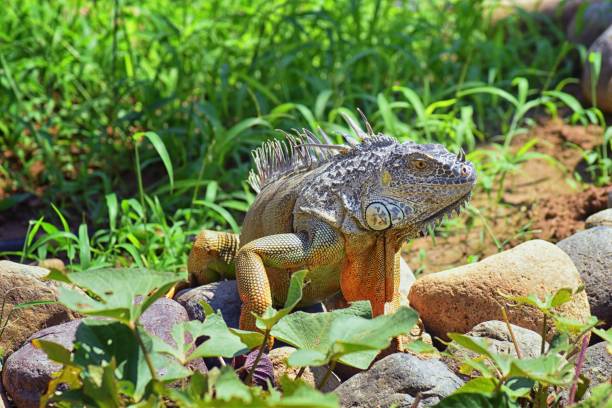 Wild Iguana eating plant leaves out of an herb garden in Puerto Vallarta Mexico. Ctenosaura pectinata, commonly known as the Mexican spiny-tailed iguana or the Mexican spinytail iguana, is a moderate-sized lizard endemic to western Mexico. planta de comer iguana silvestre deja fuera un jardín de hierbas en puerto vallarta, méxico. ctenosaura pectinata, comúnmente conocido como el mexicano cola espinosa iguana o la mexicana spinytail iguana, es un lagarto de tamaño moderado endémico al o
