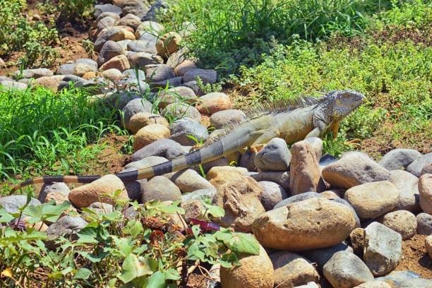 Wild Iguana eating plant leaves out of an herb garden in Puerto Vallarta Mexico. Ctenosaura pectinata, commonly known as the Mexican spiny-tailed iguana or the Mexican spinytail iguana, is a moderate-sized lizard endemic to western Mexico. planta de comer iguana silvestre deja fuera un jardín de hierbas en puerto vallarta, méxico. ctenosaura pectinata, comúnmente conocido como el mexicano cola espinosa iguana o la mexicana spinytail iguana, es un lagarto de tamaño moderado endémico al o