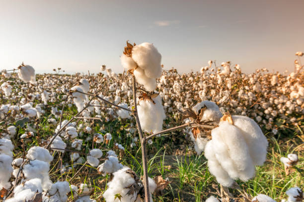 pakuk tarlaları hasat edilmeye hazır - cotton field agriculture plant - fotografias e filmes do acervo