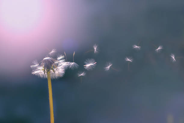 istock Dandelion white with seeds on a green background. Dandelion at sunset 983865212