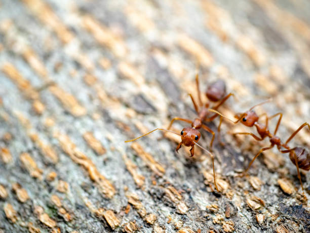 istock Macro shot of red ant 983869550
