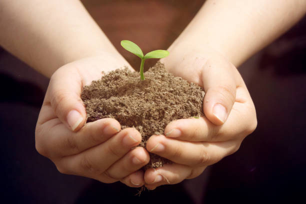 istock World environment day concept: Human hands holding seed tree with soil on blurred agriculture field background 983869722