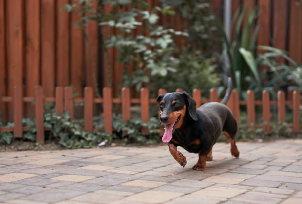 black Dachshund on the street