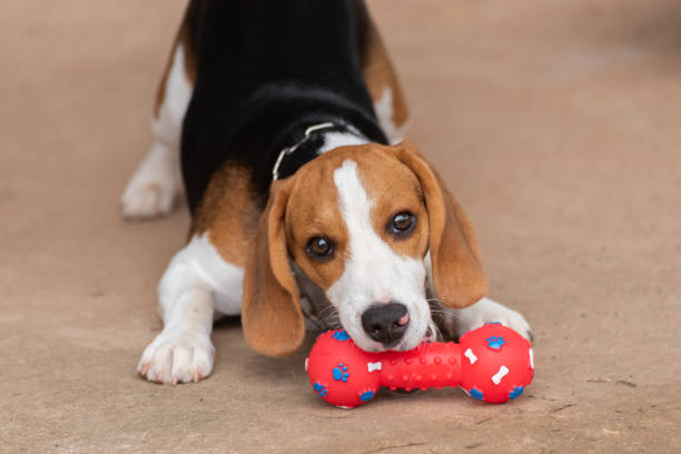 istock Cute beagle with his toy, animal life concept 983872982