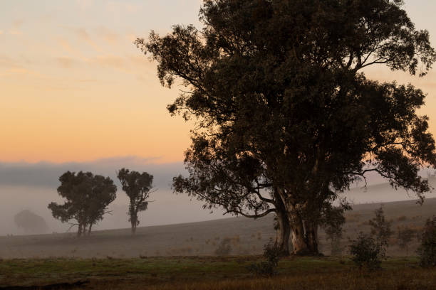 istock Beautiful smokey pre dawn sunrise with trees silhouetted 983877638