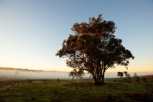 istock Amazing sunrise light shines on a single tree overlooking a fog filled valley 983882444