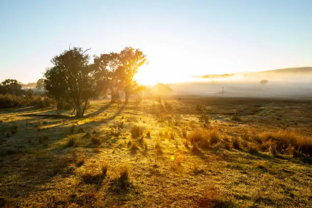 Photo of A sunrise in a field with a heavy fog bank on the horizon