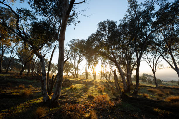 Trees stand in the early morning mist as the sun rises in a beautiful rural setting
