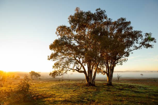 istock Amazing sunrise light shines on a single tree overlooking a fog filled valley 983882726