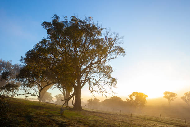 istock Golden light streams through the trees and mist 983882730