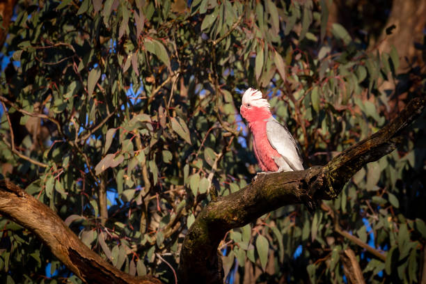 Beautiful pink and grey bird in a tree in the morning