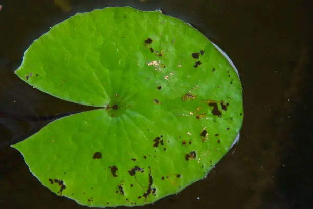 Green lotus leaf A hole