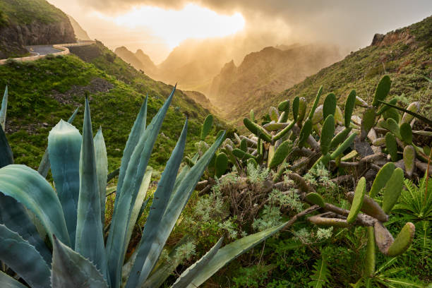 arid vegetation in Tenerife mountains horizontal nature background in Teno mountains with aloe vera plants. teno mountains photos stock pictures, royalty-free photos & images