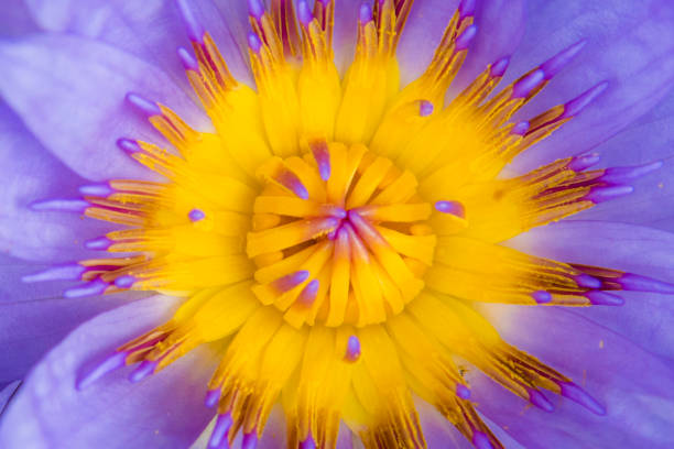 istock Purple Lotus Yellow Gays 983885738