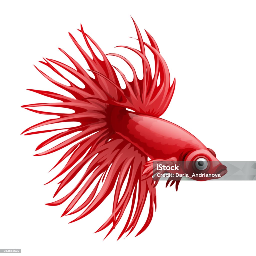 Cartoon red betta fish, siamese fighting fish, betta splendens crown tail isolated on white background. Vector cartoon close-up illustration Cartoon red betta fish, siamese fighting fish, betta splendens crown tail isolated on white background. Vector cartoon. Aggression stock vector