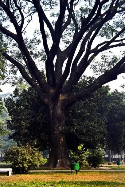This tree is one of the oldest tree in dhaka city.