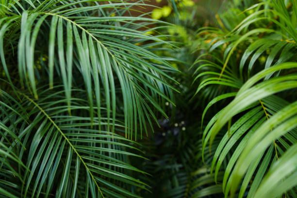 istock Palm leaves background photo 983889442