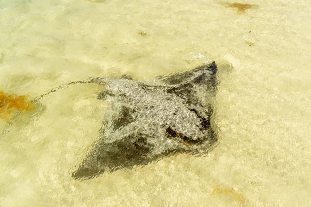 40+ Stingray Fish In Shallow Water Stock Photos, Pictures & Royalty ... Biology Diagrams