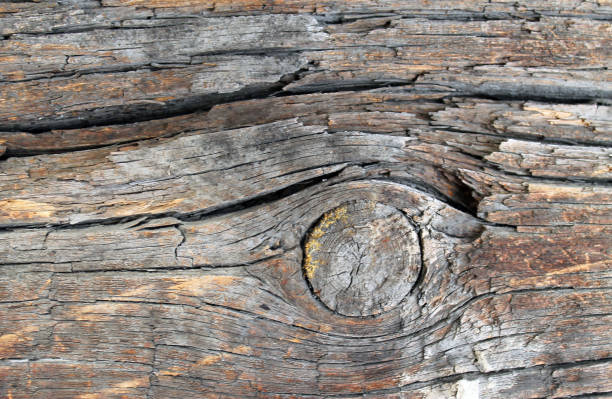 istock The old wood texture with natural patterns. Inside the tree background. Old grungy and weathered grey wooden wall planks texture background 983901276