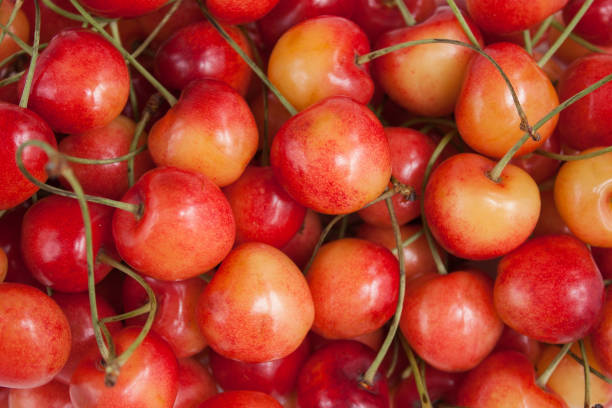 istock Pink sweet cherry background 983901460