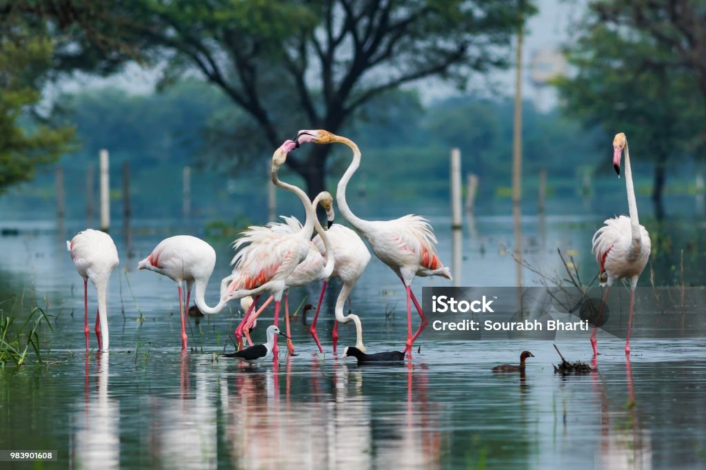 A nature painting by greater flamingo This image clicked in Rainy season where atmosphere is extremely humid and rain is about to come at anytime. 
Chandlai lake, Jaipur city Keoladeo National Park Stock Photo