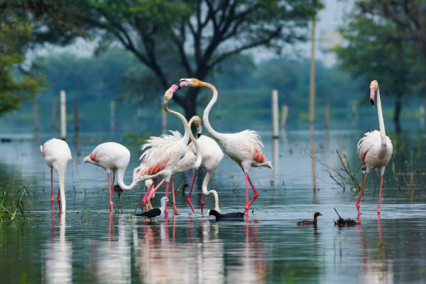 A nature painting by greater flamingo This image clicked in Rainy season where atmosphere is extremely humid and rain is about to come at anytime. 
Chandlai lake, Jaipur city bharatpur stock pictures, royalty-free photos & images