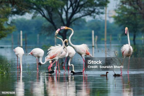 A Nature Painting By Greater Flamingo Stock Photo - Download Image Now - Keoladeo National Park, Bharatpur, Rajasthan