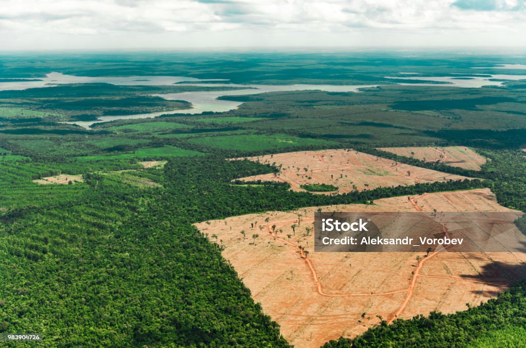 Phong Cảnh Nhìn Từ Trên Cao Của Những Dòng Sông Amazon Đầy Màu Sắc Rừng Với  Cây Cối Rừng Rậm Và Cánh Đồng Hình ảnh Sẵn có - Tải xuống Hình ảnh