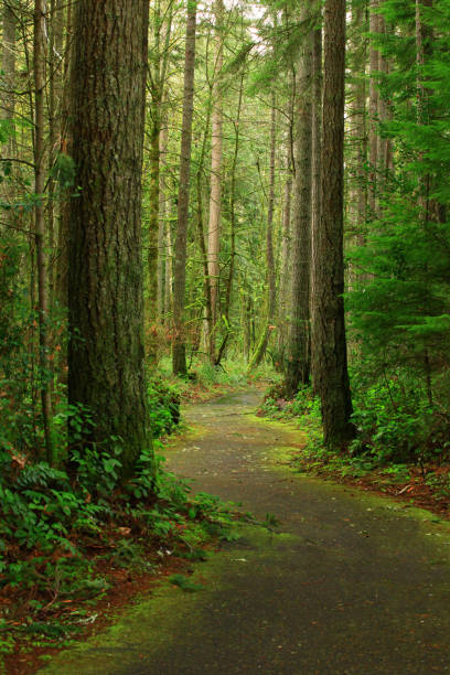 istock Pacific Southwest forest hiking trail 983918074