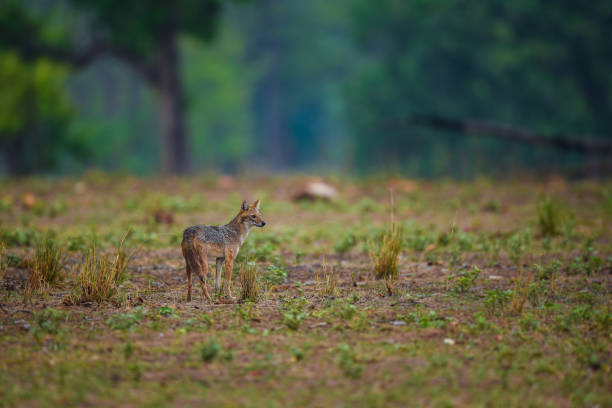 istock Indian Jackal, Canis aureus indicus  calmly sitting and observing the behavior possible prey at kanha national park 983918406