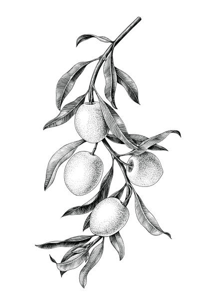 ilustrações, clipart, desenhos animados e ícones de azeitonas ramo ilustração a preto e branco vintage clipart isolar no fundo branco - olive tree illustrations